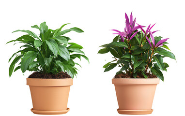 Obraz premium Two potted plants isolated on a transparent background