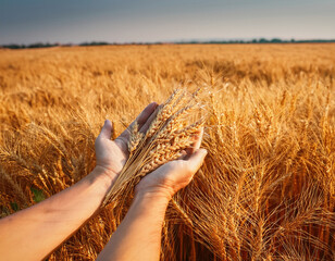hands full of barley, Background of ripening ears of wheat field 