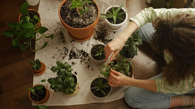 Skilled female homeowner carefully transferring potted greenery into terracotta container, nurturing indoor plant collection with attentive gardening techniques during relaxed domestic moment