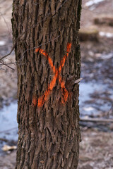 Fototapeta premium Tree with an X