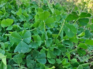 Burr medic, Medicago polymorpha, bur clover or the Medicago littoralis
