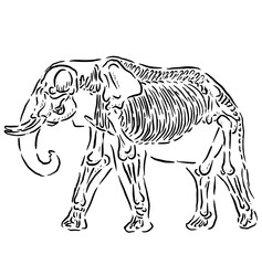 Illustration of an elephant sketch with its bone skeleton shape