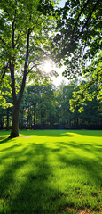 Fototapeta premium Vibrant green park with sunlight filtering through tree branches, casting shadows on the grass. Tall trees and clear blue sky create a peaceful nature scene. Ai generative
