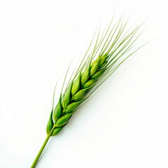 Barley On White Isolated Green Spikelet of Wheat in Natural Field Background