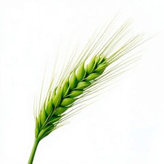 Fototapeta premium Barley On White Isolated Green Spikelet of Wheat in Natural Field Background