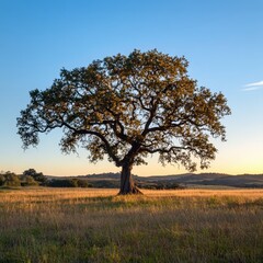 Fototapeta premium Majestic solitary tree stands tall in an open field against a backdrop of vibrant blue sky and rolling hills, capturing the essence of nature's beauty during golden hour light