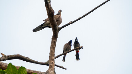Kopou bird also known as Common Emerald Dove or Asian Emerald Dove sitting in dry branch with Red-vented Bulbul bird of Assam India 4