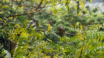 Kopou bird also known as Common Emerald Dove or Asian Emerald Dove sitting Neem tree branch 2
