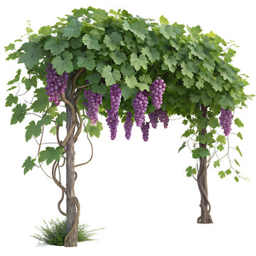 A lush grape vine with clusters of ripe green grapes