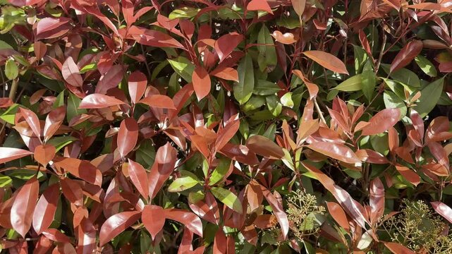 Video of Photinia Red Robin, Bright Hedge with bright colors