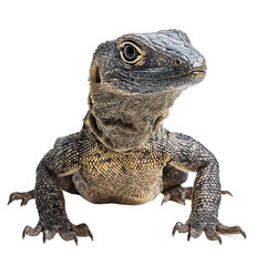 Obraz premium A Monitor Lizard png rugged monitor lizard png wild monitor lizard png robust monitor lizard png striking monitor lizard png transparent background image