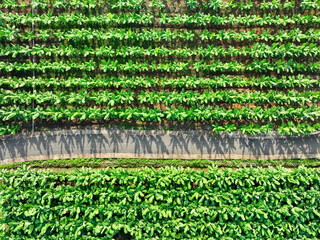 A road that divides two lush-looking cavendish banana plantations