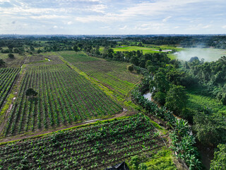 Naklejka premium Bird view of a row of cavendish banana plantations mixed with cassava plantations