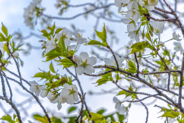 都心散策　桜の季節はじまる