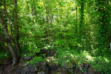 wild spring forest in the mild sunlight