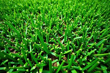 Realistic artificial grass texture background with green blades and brown thatch,  brown,  background