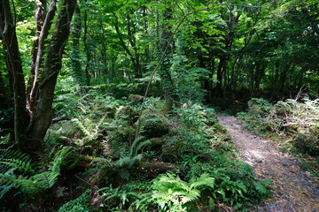 Obraz premium fine path through dense spring forest