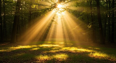 Fototapeta premium Sunlight streaming through forest canopy illuminating tranquil woodland scene
