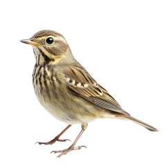 Fototapeta premium A Pipit png subtle pipit png small pipit png nature pipit png delicate pipit png transparent background image