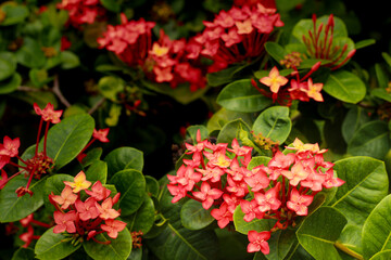 Close up image of Ixora Chinensis flowers