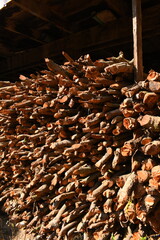 pile of wood log in the country home with sunlight, firewood for fuel
