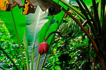 Banana blossom (banana heart) is a fleshy, purple-skinned flower, shaped like a tear, which grows at the end of a banana fruit cluster.