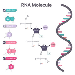 Genomic science illustration of the components of an RNA molecule