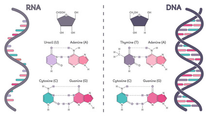 DNA versus RNA genomic educational diagram