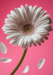 White gerbera daisy, macro photography, vibrant pink background, fallen petals, minimalist composition, high contrast, crisp details, studio lighting, botanical art, pure white flower, symmetrical blo