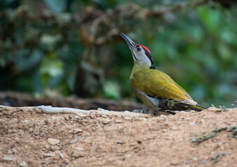 Grey headed woodpecker bird in its habitat. Close up, selective focus.	
