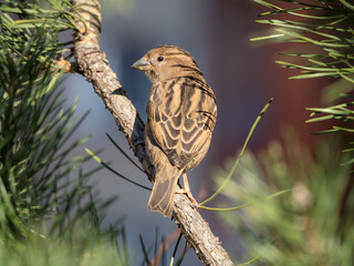 portrait of a sparrow on a pine branch on a sunny day
