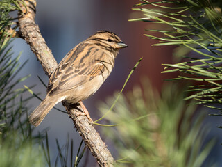 portrait of a sparrow on a pine close up