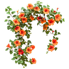 Fototapeta premium Vibrant Trumpet Vine Flowers Isolated on Transparent Background