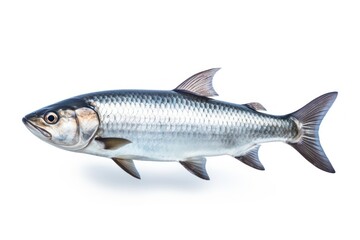 Fish seafood animal white background.