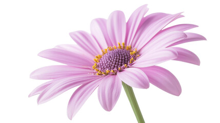 Obraz premium beautiful flower