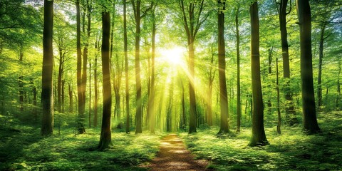 Obraz premium Sunlit Path Through Lush Green Summer Forest Trees day park view woods image fresh light
