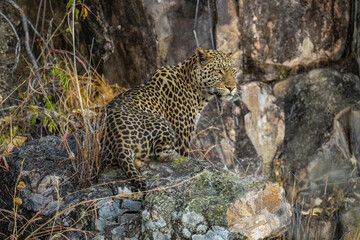 leopard looking for prey in African savanna botswana  (Panthera pardus)