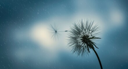 Serene Dandelion Seed Head in Rainy Atmosphere Nature Photography