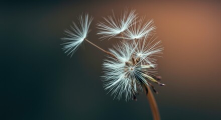 Fototapeta premium Close up shot of delicate dandelion seed heads wispy and white against a blurred dark background