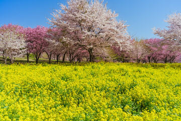 満開の赤城南面千本桜