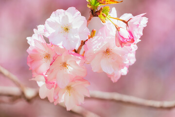 満開の赤城南面千本桜