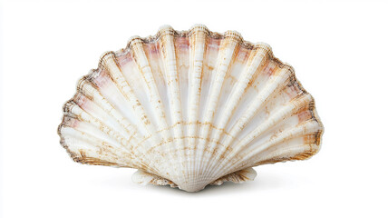 White elegant sea jacobean scallop shel