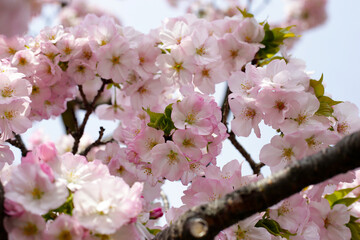 Fototapeta premium Branches of sakura flowers, cherry blossom