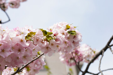 Branches of sakura flowers, cherry blossom