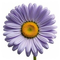 Fototapeta premium Lavender Daisy Flower Close-up