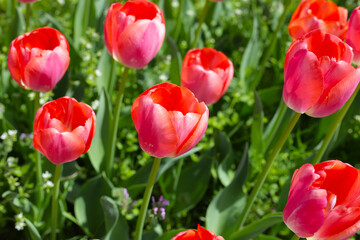 Fototapeta premium Beautiful tulip flower in the park