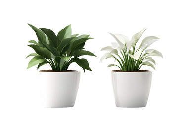 Obraz premium 3D realistic style, two potted plants, one with green leaves and the other white, isolated on a transparent background (3)