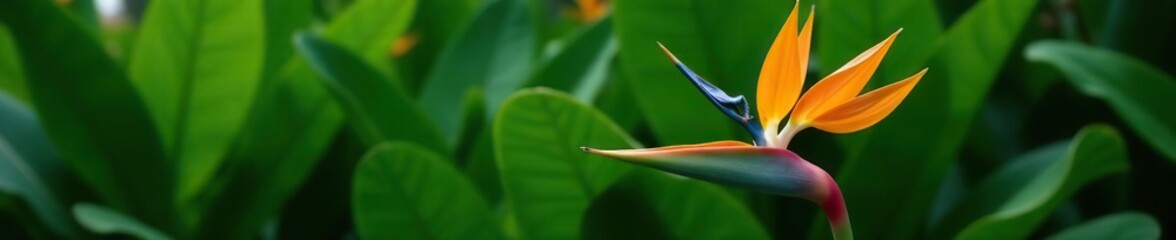 Fototapeta premium Vibrant and exotic Bird of Paradise flower in full bloom against lush green foliage, beautiful, petals