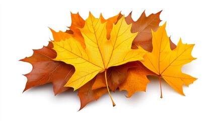 Obraz premium Vibrant Autumn Maple Leaves Collection Isolated on White Background Perfect for Fall Designs