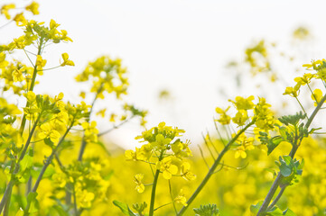 黄色い菜の花畑2